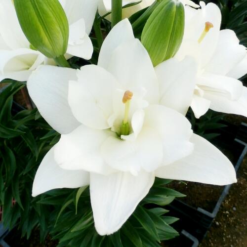 信州産百合の球根　二色二、三球宅急便コンパクト 41YsnNTF1AL._AC_UF350,