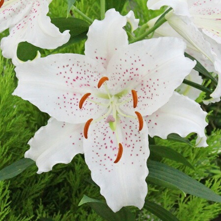 楽天市場】オリエンタルユリ 球根 テーブルダンス 1球入 : 新潟県花卉