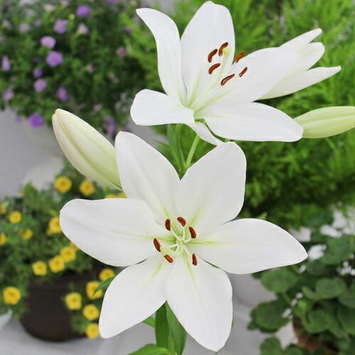 楽天市場】山百合（ヤマユリ）ゴールドバンド球根 特大球 球周22〜24cm