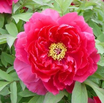 牡丹 楽天市場】ボタン(牡丹) 苗木 新日月錦 （シンジツゲツニシキ