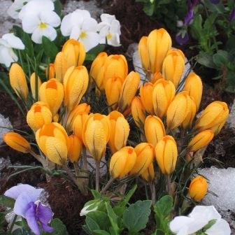 楽天市場】【送料区分B】【球根／1袋8球入】クロッカス 'オレンジ