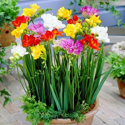 楽天市場】ミニチューリップ 球根 フレミングベビー 4球入 : 新潟県