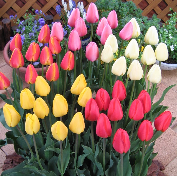 楽天市場】チューリップ三昧50球！おまかせチューリップ5種以上まぜ