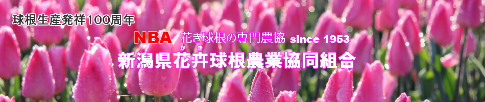 楽天市場 おトク袋 夏咲きオリエンタルユリザンベジ １球入 在宅応援企画 新潟県花卉球根農業協同組合