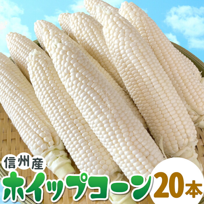 【2025年先行受付】生で食べれる！ホイップコーン 20本入り(10本×2箱) 高原とうもろこし 朝採 産地直送 産直 新鮮 野菜 甘い フルーツコーン ホワイトコーン とうもろこし 白いとうもろこし 長野県 お取り寄せ お買い物マラソン ：c165