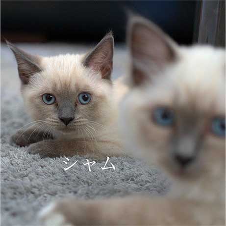 楽天市場 無縫製 もふもふタオルマスク４匹セット ペルシャ ロシアンブルー シャム シンガプーラ 猫も救うマスク Save The Cat Mask 日本製 かわいい 保護猫カフェ ネコリパブリック
