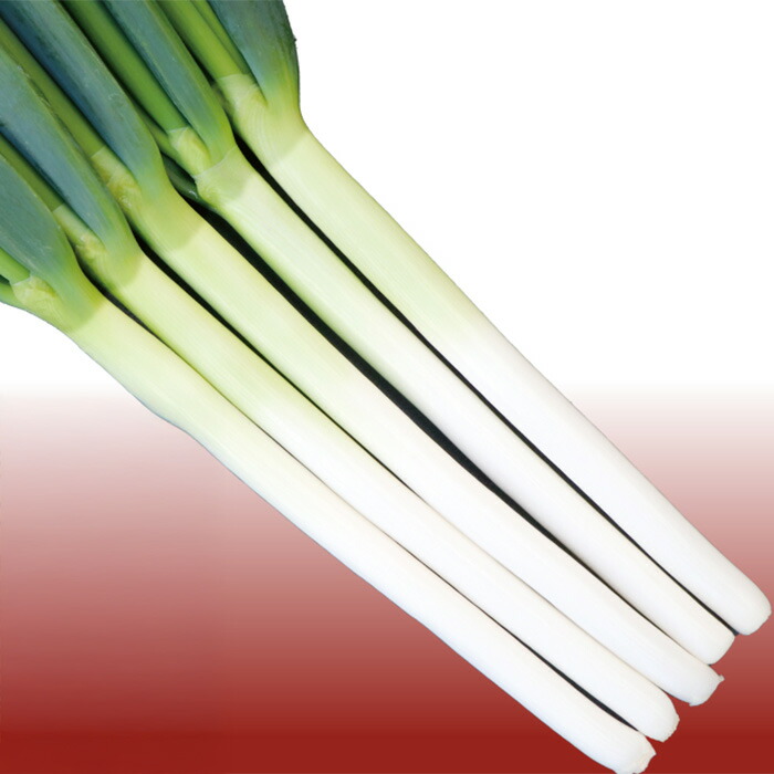 楽天市場】【メーカー直送】初夏一文字 【タキイ種苗】 コート5000粒