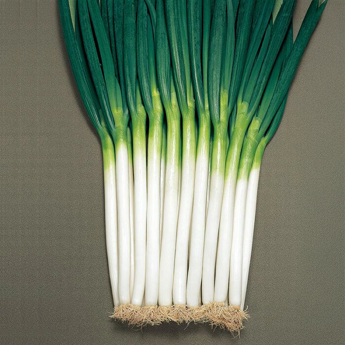 楽天市場】関羽一本太葱 コート5000粒 トーホク種苗 【ネギ参謀（埼玉