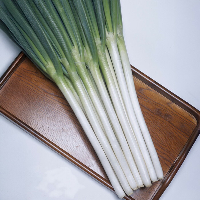 楽天市場】【メーカー直送】初夏一文字 【タキイ種苗】 コート5000粒