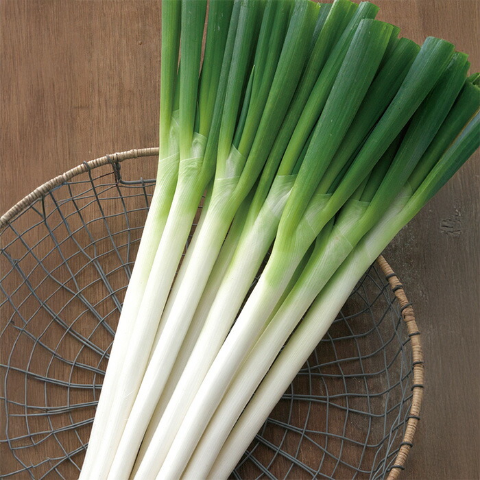 楽天市場】【メーカー直送】陽春の宴（TSX-662） ネギ 1DL