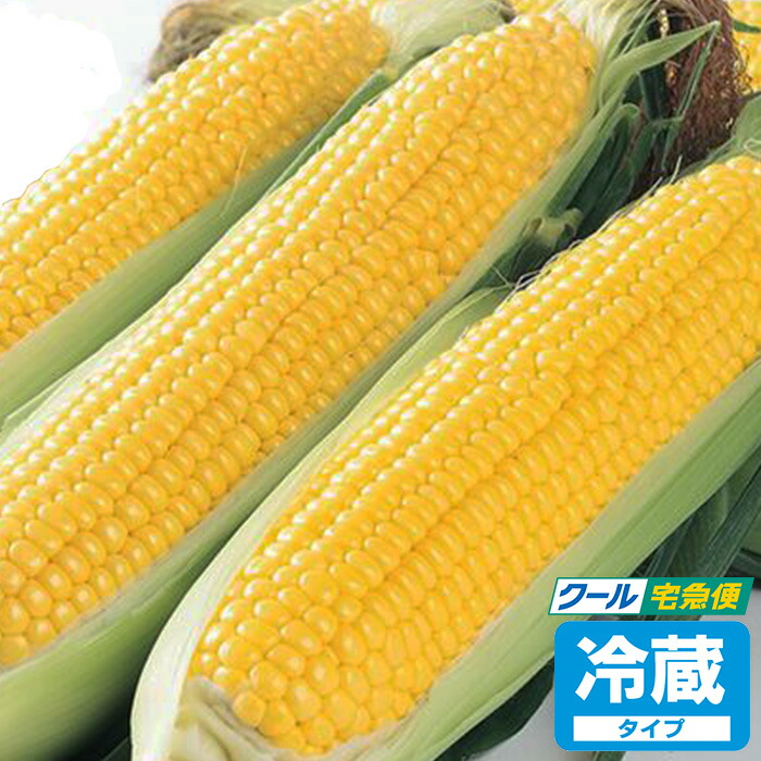 【深谷産】とうもろこしギフト ゴールドラッシュ 20本入り【産地直送 6月中旬～6月下旬】【クール宅急便 期日指定不可 送料込】【同梱不可】