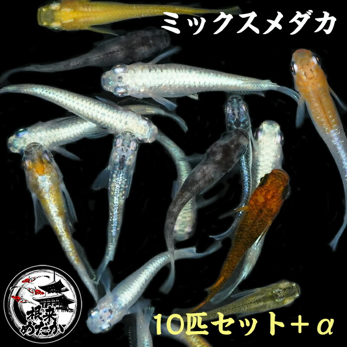 楽天市場】メダカ めだか ミックス 6匹 改良 ペット 観賞魚
