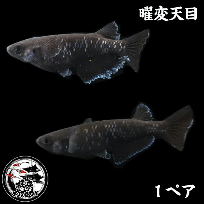 楽天市場】【1ペア】オランジェ 垂水様血統 メダカ めだか ロング