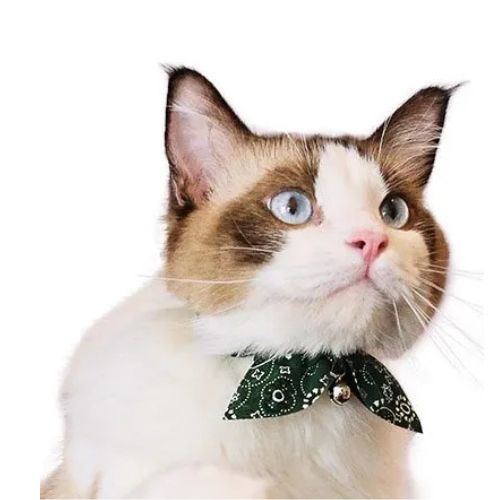 楽天市場】【メール便】CAT Amo.k アモワークス キャット ペイズリー