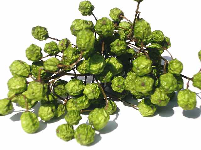 楽天市場 ドライフラワー花材 センダンの実 ドライフラワー工房ねこじゃらし