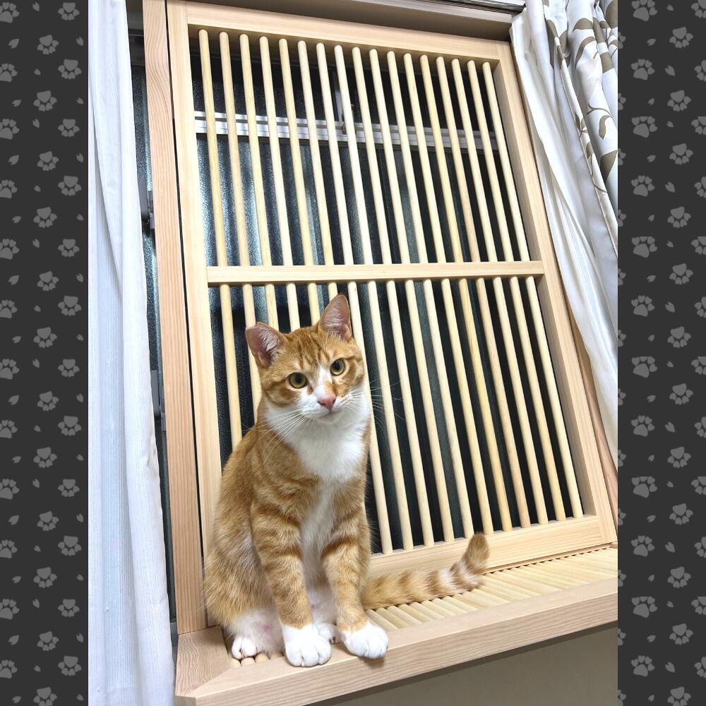 ねこ専用脱走防止窓[にゃんがーど]穴あけ不要の突っ張りタイプ 猫 脱走 ...