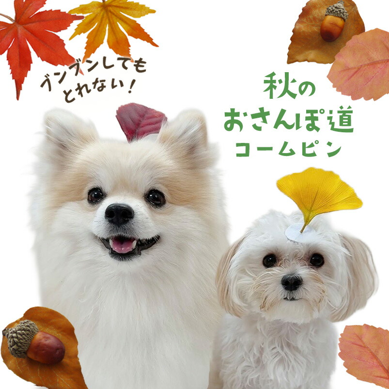 楽天市場】犬 耳飾り ミニクリップ ドッグ ヘアアクセサリー