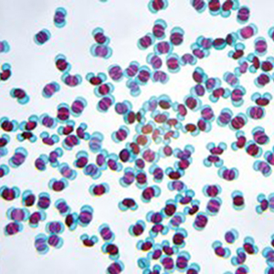 楽天市場 ケニス 花粉 プレパラート 10種各1枚 1 157 0100 花粉を顕微鏡観察しよう お取り寄せ商品です 光学製品の専門店 ネオショップ