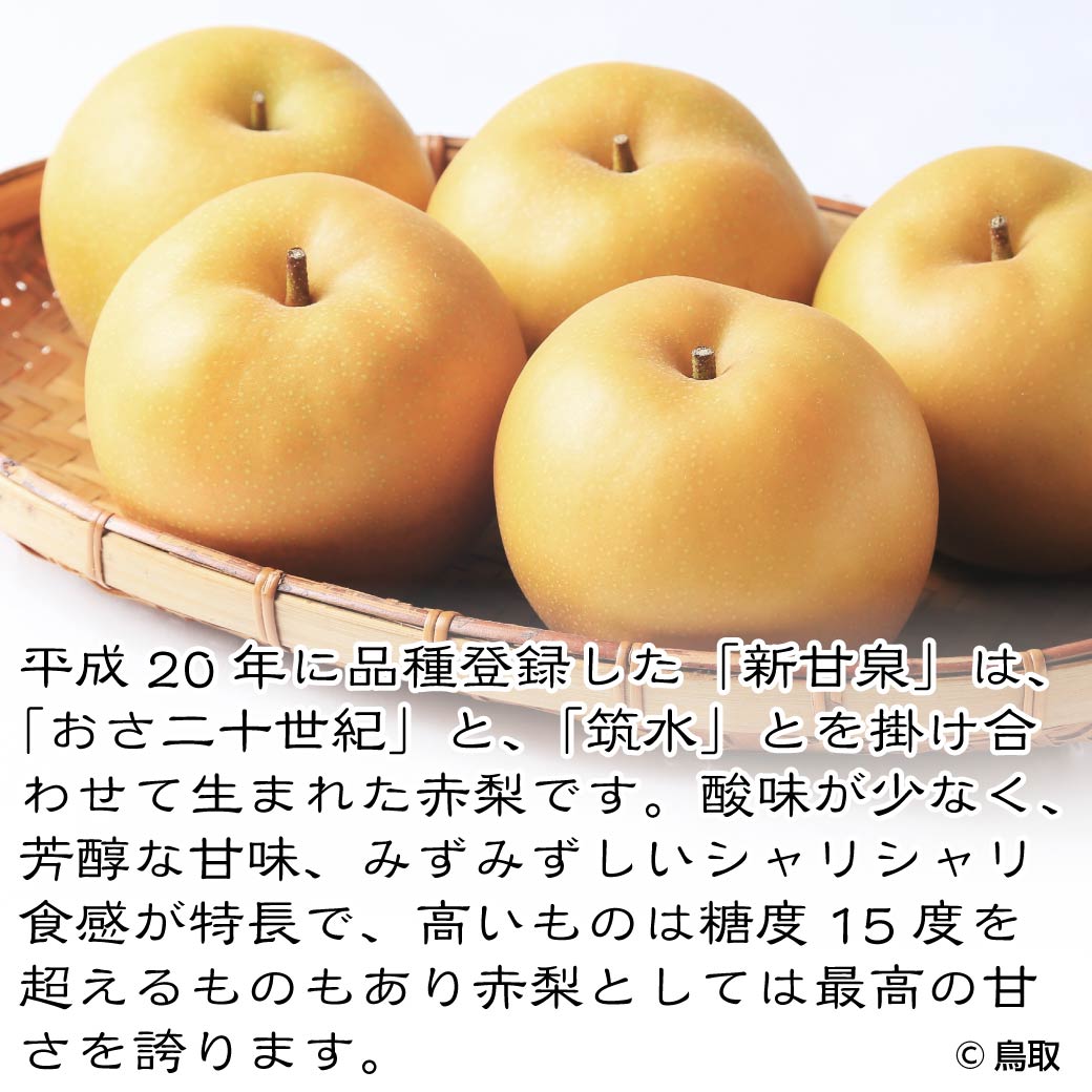 市場 地元生産者応援企画 梨 産地直送 5kg 訳あり 10~16玉入 しんかんせん 鳥取県産 新甘泉