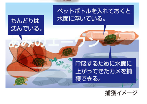 カメの引っ掴まえるに かめもんどり Maxani Nl