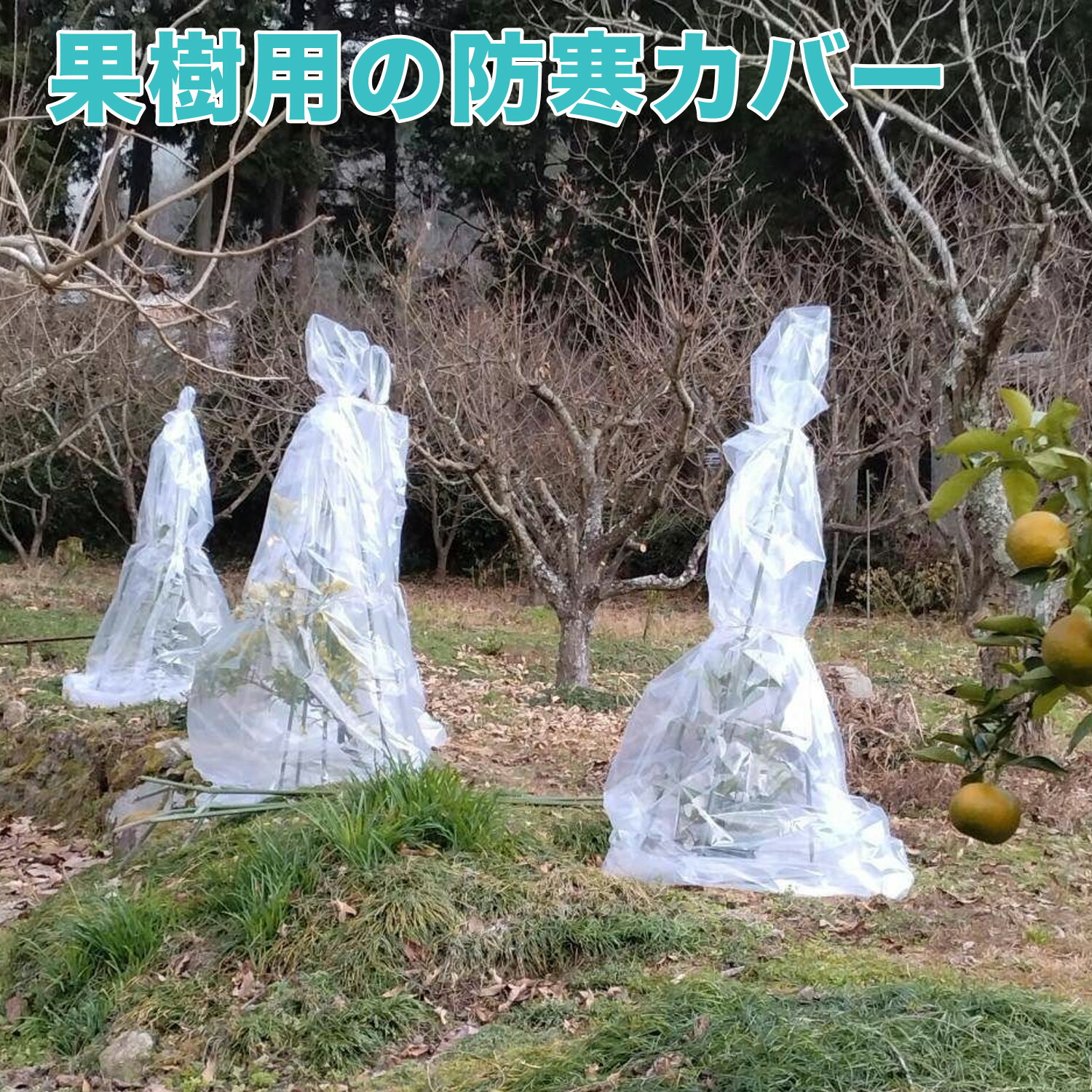 生り物用防寒写真フィルム 40枚入 防寒取りまかなう 澄み切った 幅1800×高さ2800×奥ふかさ0.05粍 ポリ袋 あずま屋 幼木