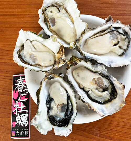三陸 大船渡産 春っこ牡蠣 殻付き カキ １２個入り （生食可） プロトン冷凍 （沖縄・離島への配送は不可）