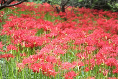 曼珠沙華 球根販売 ネットキングモグラ対策にも ヒガンバナ 彼岸花 花の球根 ラジアータ １００球 曼珠沙華 １００球 リコリス 花の球根