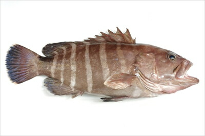 伊勢神宮奉納魚　マハタ 切り身（約３５ｇ×８切れ） ＜冷凍＞ <br> ギフト gift 母の日 父の日 御中元 御歳暮 誕生日 プレゼント