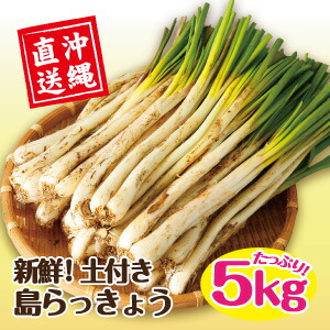 最適な価格短納期 沖縄の人気島野菜 島らっきょう シャキシャキ食感とクセになる強い香り 沖縄の人気島野菜 島らっきょう 土付き 酒の肴に ビール 泡盛のおつまみにも最高 送料無料 沖縄県産 島らっきょう 土付き 5kg 業務用 シャキシャキ美味しく
