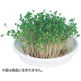今月の新商いもの