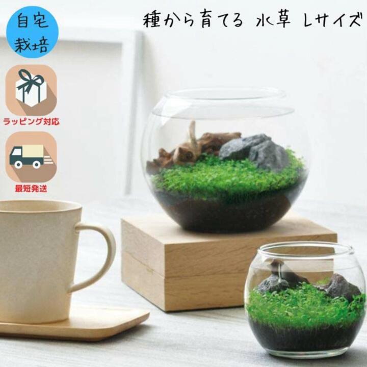 水草育成キット付属品一式 楽天市場】2024年NEW 種から育てる水草キット 栽培 アクアリウム