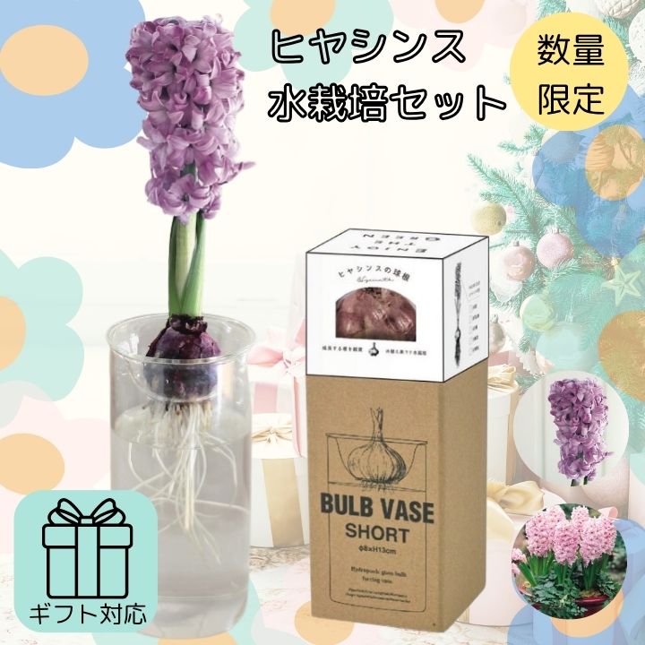 楽天市場】ヒヤシンス 2個セット 栽培キット 水耕栽培 球根 1球