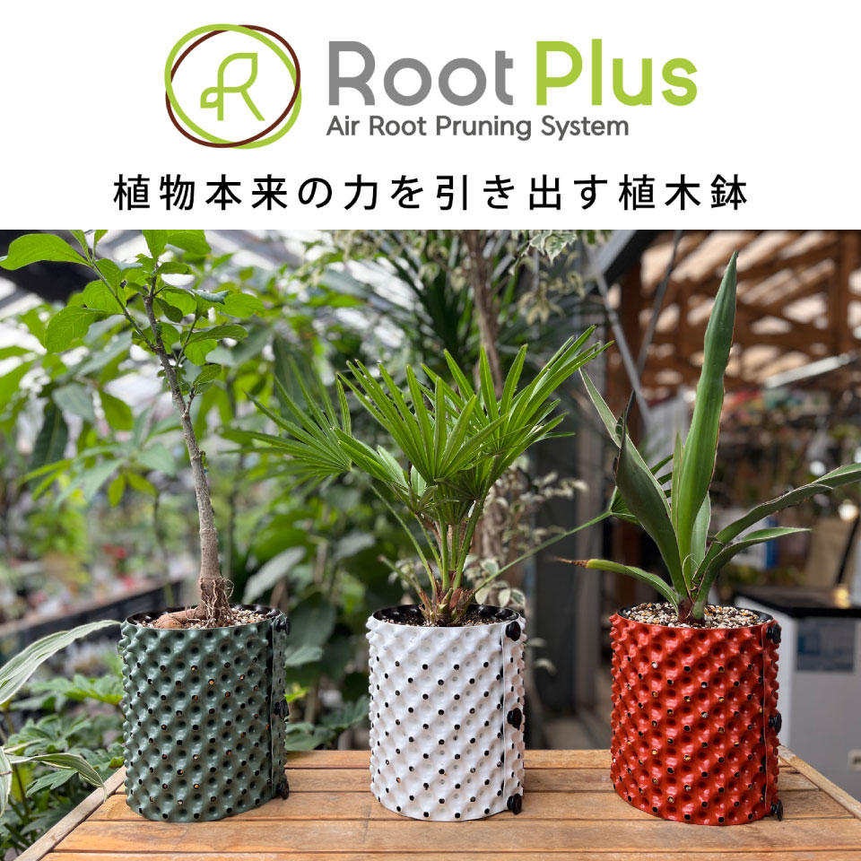 楽天市場】ルートプラスポット3L 3個セット 色組み合わせ自由
