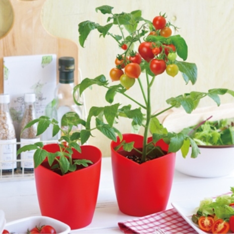 トマトのベランダ栽培 美味しく 元気に育つおすすめ栽培キットランキング 1ページ ｇランキング