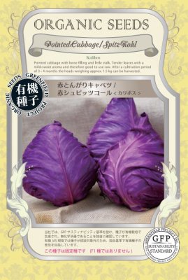 カリボスキャベツの種(紫とんがりキャベツ) 楽天市場】【有機種子】 赤とんがりキャベツ/赤シュピッツコール