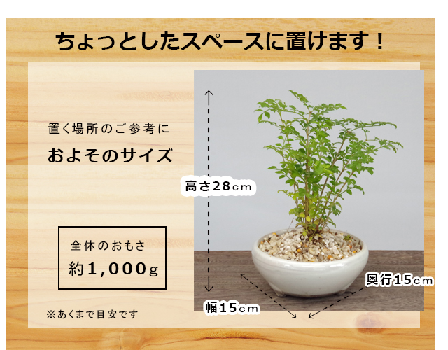 楽天市場 室内で育てられます 光沢の葉が魅力 シマトネリコの鉢植え 万古焼鉢 みどり屋 和草 楽天市場店