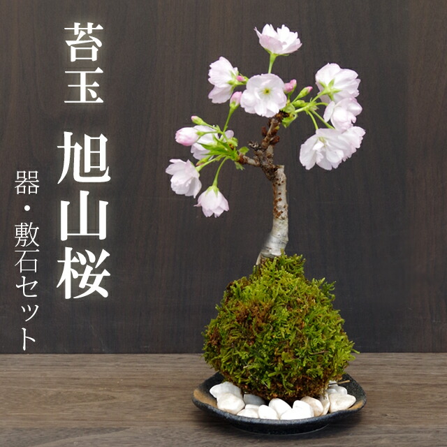 楽天市場 苔玉 桜 旭山桜 あさひやまさくら 送料無料 黒備前器小サイズ 敷石セット 八重の桜 かわいい 花咲くこけだま コケ玉 ギフト初めての盆栽 父の日 母の日 誕生日 新入学 新築祝いおうち時間 巣ごもり時間 みどり屋 和草 楽天市場店