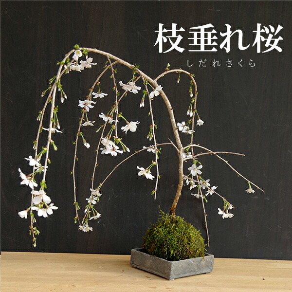 楽天市場 苔玉 枝垂れ桜 富士桜 しだれ 焼締角器セット 敷石つき 陶房 歩知歩智 名古屋セットおうち時間 巣ごもり時間 みどり屋 和草 楽天市場店 楽天市場 苔玉 枝垂れ桜 富士桜 しだれ 焼締角器セット 敷石つき 陶房 歩知歩智 名古屋セットおうち時間 巣ごもり時間 みどり屋 和草 楽天市場店