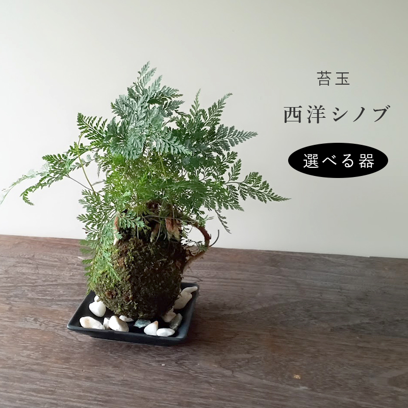 トキワシノブ（石化）　シダの鉢植え　大株　山野草 3739_4.jpg