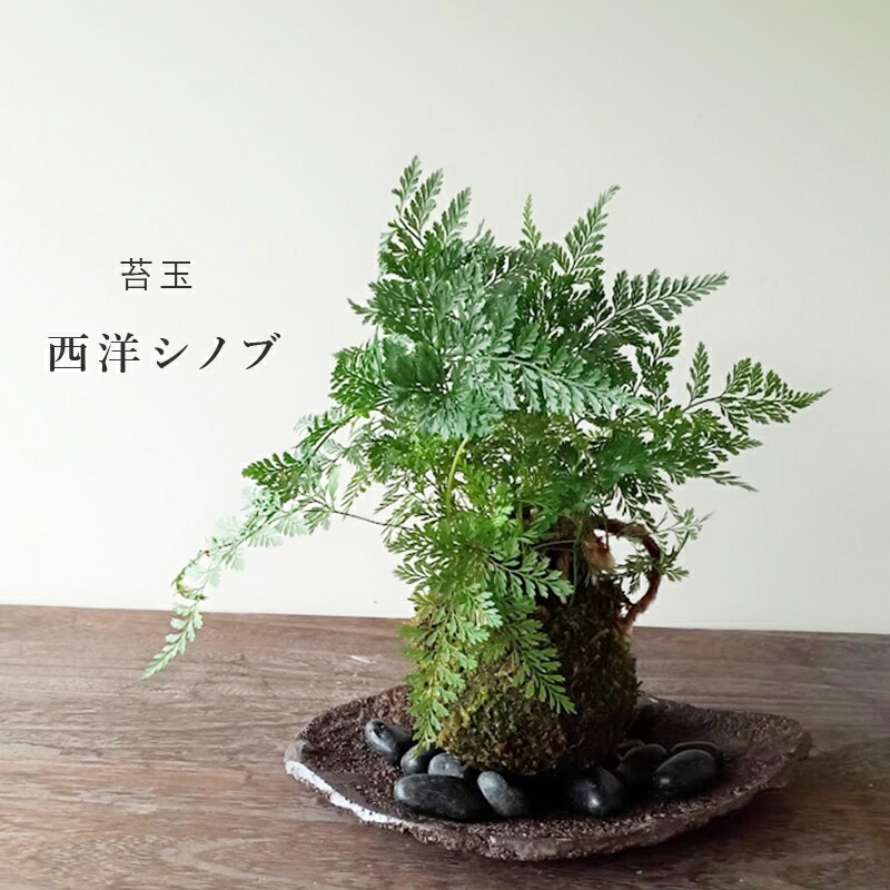 楽天市場】苔玉 涼しげな葉が魅力のシダ植物 シノブの苔玉焼締角