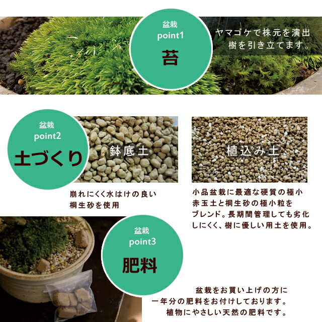 楽天市場 盆栽 ナナカマド 作家 真山茜 炭化焼締鉢 Bonsai 育て方のしおり付 お手入れ相談 電話 メールサポート ギフト 父の日 母の日 誕生日 入学祝 ラッピング無料 肥料 モダン盆栽 みどり屋 和草 楽天市場店