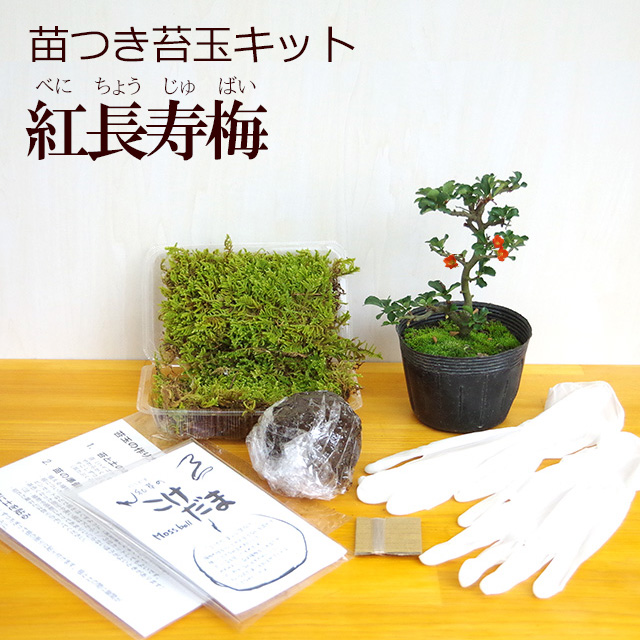 楽天市場 苔玉作成キット 植物苗がついている 苔玉キット 苗付 ガジュマル 手作り 初心者 こけだまの材料 かんたん作成キット 苗 苔 苔 玉用に配合した土 糸 作り方のしおりセット 樹種別育て方のしおりセット みどり屋 和草 楽天市場店