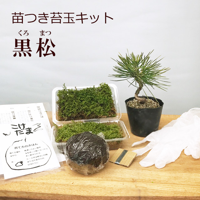 楽天市場 苔玉作成キット 植物苗がついている 苔玉キット 苗付 黒松 クロマツ 手作り 初心者 こけだまの材料 かんたん作成キット 苗 苔 苔玉用に配合した土 糸 作り方のしおりセット 樹種別育て方のしおりセット みどり屋 和草 楽天市場店