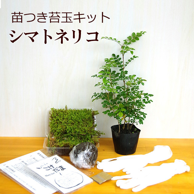 楽天市場】苔玉キット つくり方説明書付 ハイゴケ 手作り 初心者 こけだまの材料 かんたん作成キット 苔・苔玉用に配合した土・糸 イベント 苔 こけ  コケ コケダマ こけ玉 : みどり屋 和草 楽天市場店