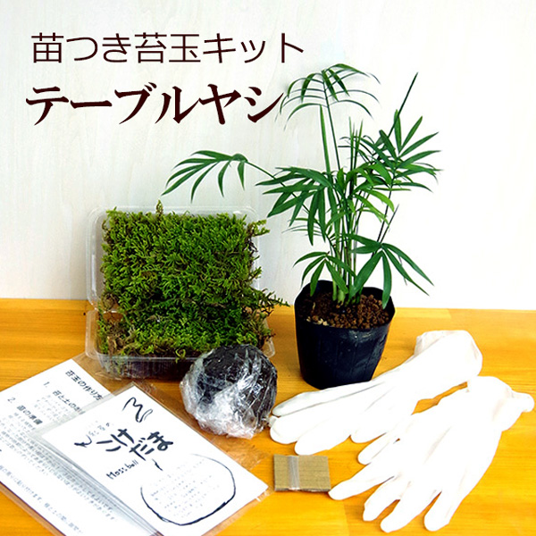 楽天市場 苔玉作成キット 植物苗がついている 苔玉キット 苗付 ガジュマル 手作り 初心者 こけだまの材料 かんたん作成キット 苗 苔 苔玉用に配合した土 糸 作り方のしおりセット 樹種別育て方のしおりセット みどり屋 和草 楽天市場店