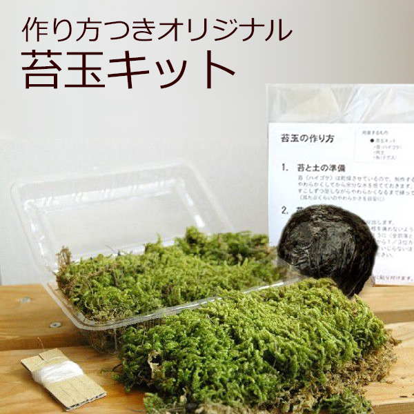 楽天市場 苔玉キット つくり方説明書付 ハイゴケ 手作り 初心者 こけだまの材料 かんたん作成キット 苔 苔玉用に配合した土 糸 イベント みどり屋 和草 楽天市場店