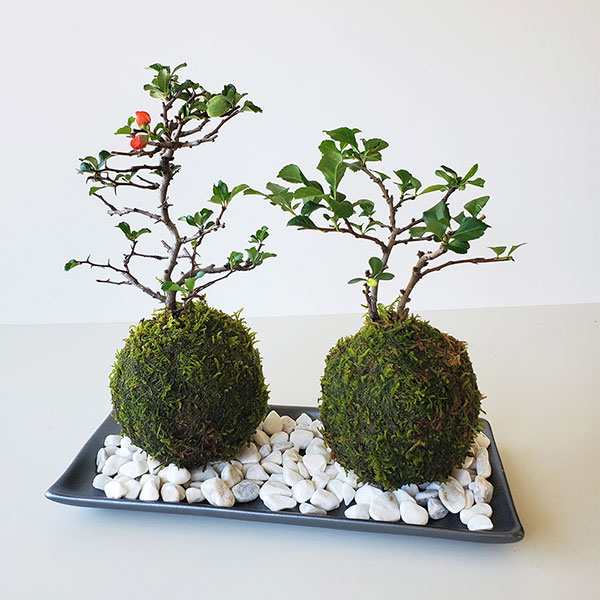 父の日 苔玉 現在葉姿 紅白長寿梅 チョウジュバイ 陶器長方受皿