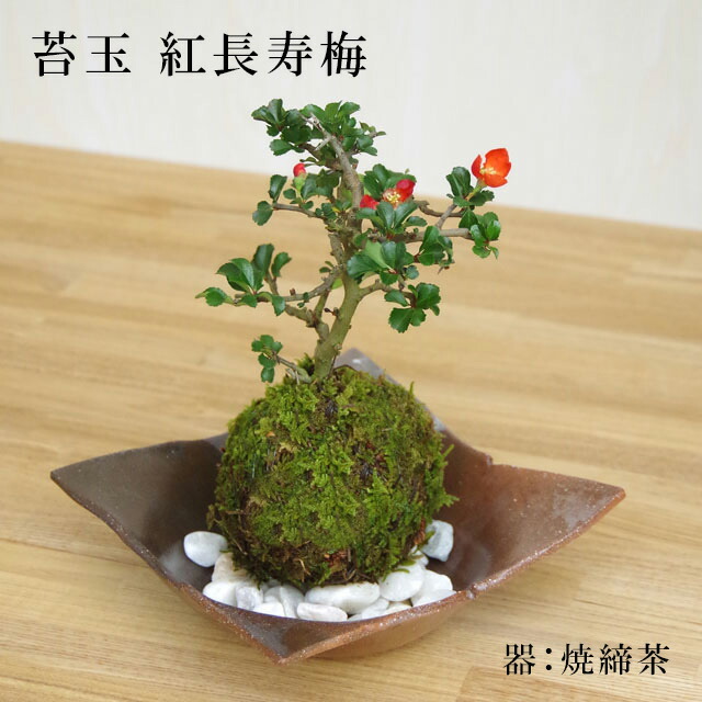 楽天市場】【落葉中】苔玉 紅長寿梅 ベニチョウジュバイ ・黒備前器 楽天市場】【落葉中】苔玉 紅長寿梅 ベニチョウジュバイ ・黒備前器