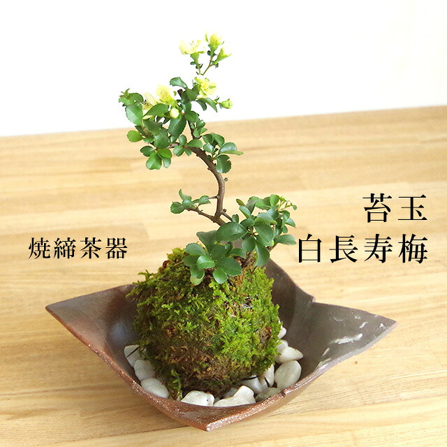 苔玉 長寿梅 白花 白長寿梅（シロチョウジュバイ）焼締茶器セット 敷石つき 陶房・歩知歩智 名古屋・敷石セット花咲くこけだま コケ玉 ギフト初めての盆栽 誕生日 新入学 新築祝いこけだま コケダマ 苔 こけ コケ