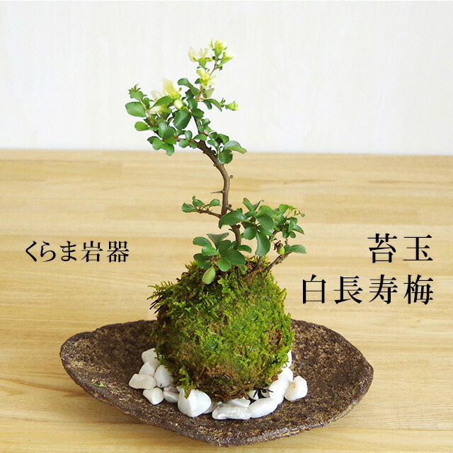 楽天市場】苔玉 ミニアイビー（ヘデラ）の苔玉・器セット 手のひらサイズでも本格的 一年中葉を楽しめる おためしこけだま かわいい おしゃれ 苔 こけ  コケ コケダマ こけ玉 観葉植物 : みどり屋 和草 楽天市場店